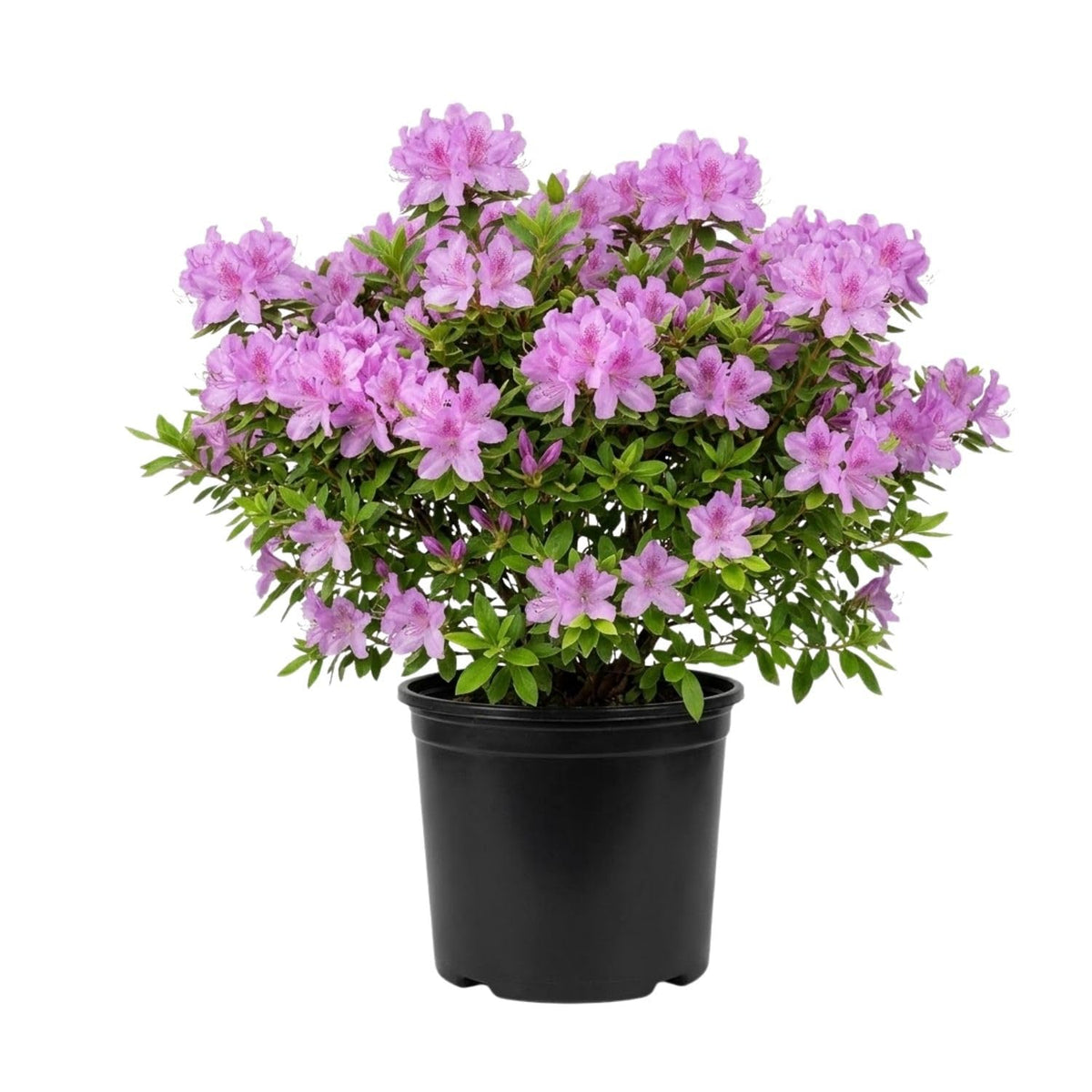 Purple Azalea Flower Plant, 5-10" Height
