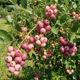 2 Pink Lemonade Blueberry Live Plant, Backyard Berry Bush, 4-6 Inch Tall