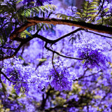 Blue Jacaranda Tree Live Plant, 5-8 Inch Tall, 4 Inch Pot