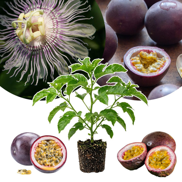 Purple Passion Fruit Live Plant, Outdoor Garden Fruit Vine, 4-6 Inch Tall