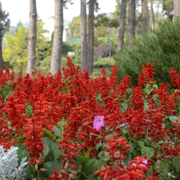 4 Red Live Sage Plants, Salvia Plants, Well-Rooted Starter Plant, 4-6 Inch Tall
