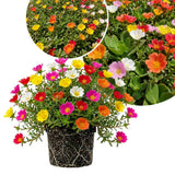 4 Assorted Portulaca Plants Live, Hardy Garden Plant, 4-7 Inch Tall