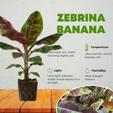 Zebrina Banana Plant Live, Starter Plant, 4-6 Inch Tall