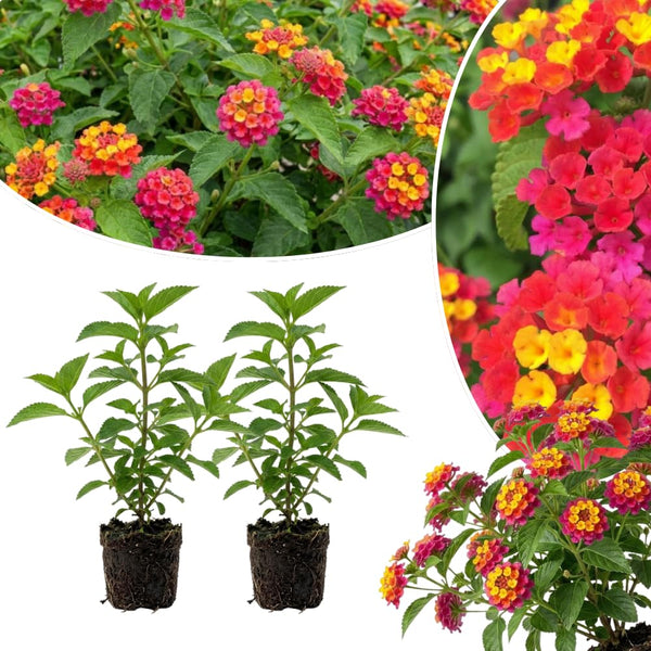2 Rose Yellow Lantana Live Plants, Outdoor Garden Plant, 4-7 Inch Tall