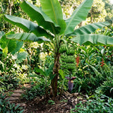 Dwarf Cavendish Banana Tree, Sweet Fruit Tree, 4-8 Inch Tall, 4 Inch Pot