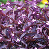 4 Purple Wandering Jew Live Plants, Indoor Houseplant, 4-8 Inch Tall