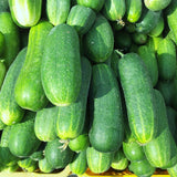 Cucumber Vine Live Plant, Garden Vine Plant, 4 Inch Pot