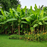 Cold Hardy Basjoo Banana Plant Live, Sweet Fruit Banana Tree 4-7 Inch Tall