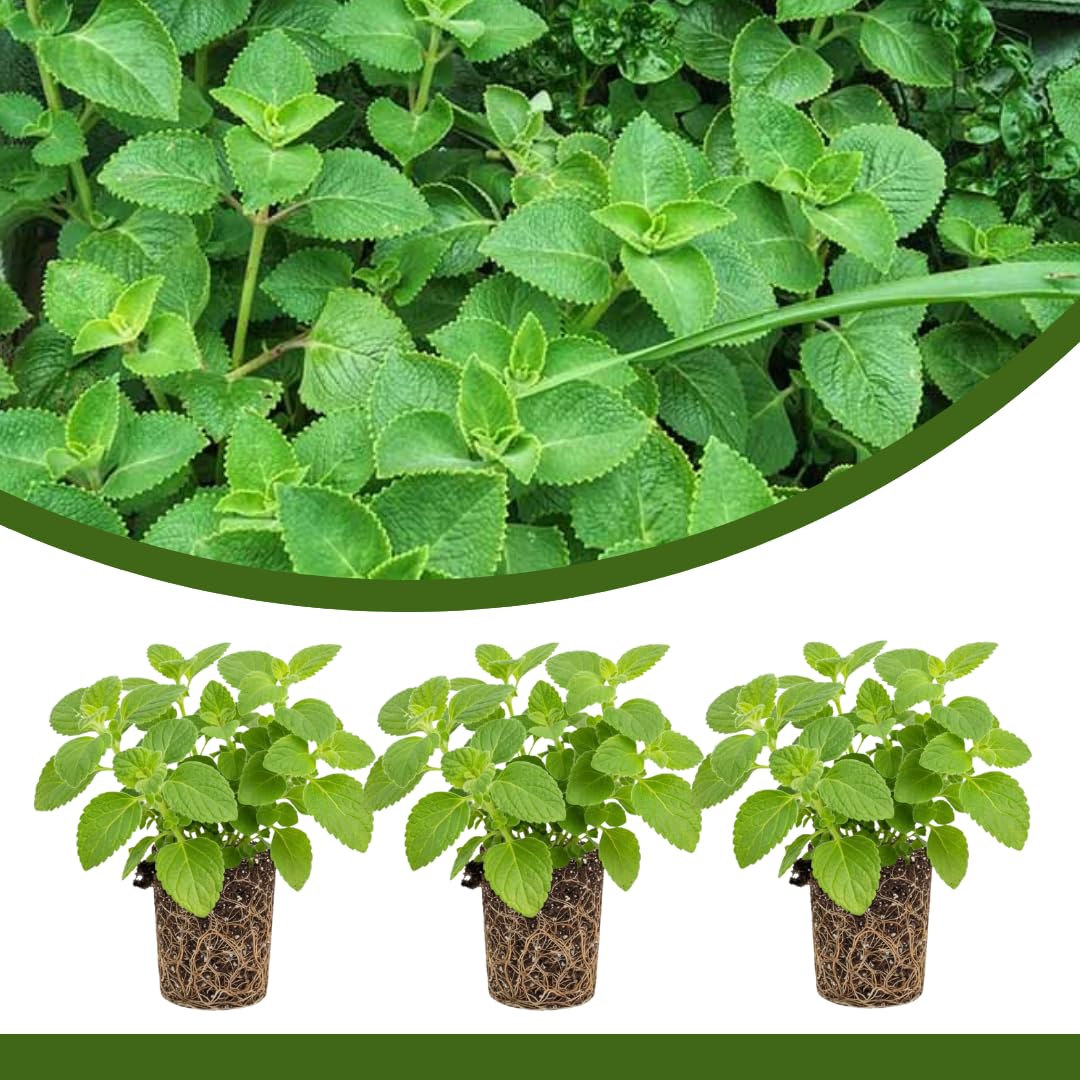 3 Cuban Live Plants, Indoor Outdoor Plant, 4-5 Inch Tall