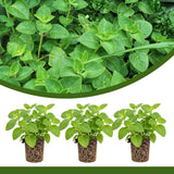3 Cuban Live Plants, Indoor Outdoor Plant, 4-5 Inch Tall