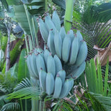 Ice Cream Banana Live Plant, 4-6 Inch Tall Banana Tree