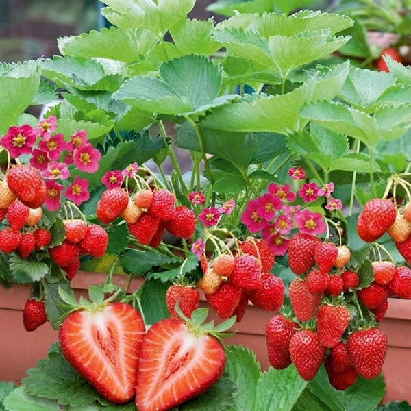 2 Red Strawberry Live Plants, Outdoor Garden Berry Plant, 4-6 Inch Tall