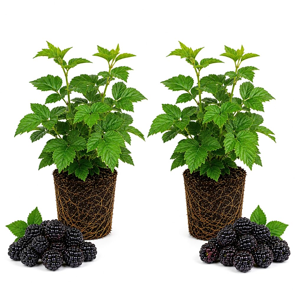 2 Large Blackberries Plant Live, Sweet Fruit, 4-7 Inch Tall
