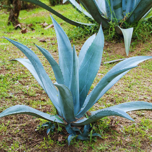 Blue Agave Live Plant, Balcony Succulent Plant, 4 Inch Pot