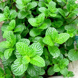 Mint Live Plant, Indoor Outdoor Herb Plant, 2-3 Inch Tall