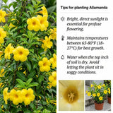 2 Brown Bud Allamanda Live Plants, Garden Plant