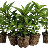 6 Pink Petunia Live Plants, Patio Container Plant, 5-7 Inch Tall