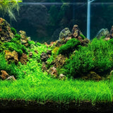 100 Aquarium Seeds Plants Live, Patio Container Plant