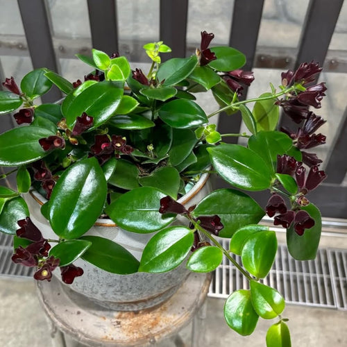2 Aeschynanthus Lipstick Live Plants, Trailing Houseplant, 2 Inch Pot