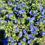 2 Blue Evolvulus Live Plants, Starter Plant, 4-6 Inch Tall