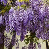 10 Purple Wisteria Seeds for Planting