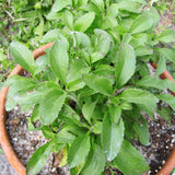 2 Live Stevia Plants, Outdoor Garden Plant, 4-6 Inch Tall