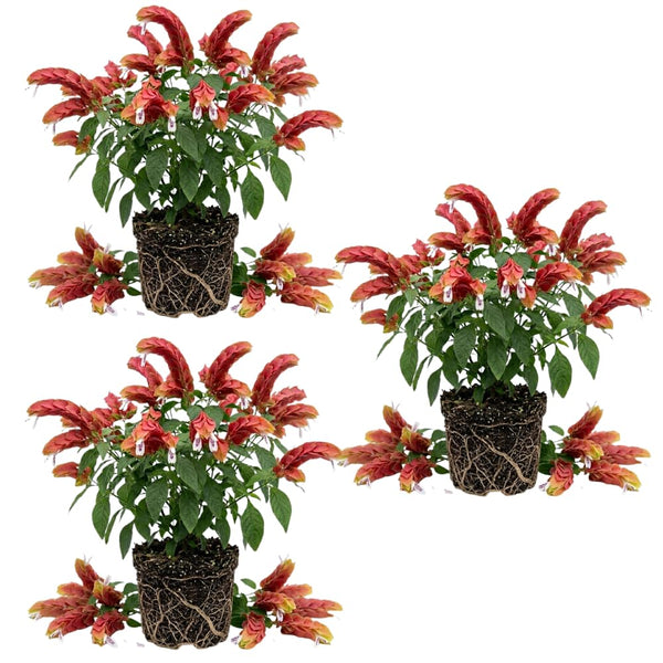 3 Red Shrimp Plants Live, Vibrant Flower Starter Plant, 4-7 Inch Tall