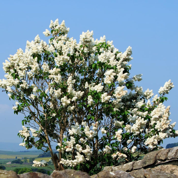 Flowering Trees