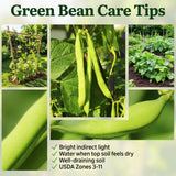 Green Bean Plants Live, Patio Container Plant, 4-6 Inch Tall, 4 Inch Pot