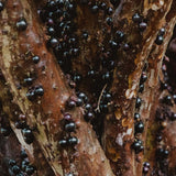 Black Jaboticaba Tree Plant Live, Live Starter Plant, 1 Ft Tall