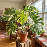 2 Monstera Plants Live, Thai Constellation Monstera Plant, 4-6 Inch Tall