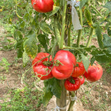 Big Red Tomato Live Plant 4-7 Inch Tall, 4 Inch Pot