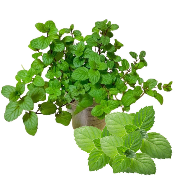 2 Peppermint Plants Live, Fragrant Culinary Herb, 4-5 Inch Tall