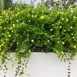 2 Yellow Live Mandevilla Plants, Patio Container Plant, 4-6 Inch Tall