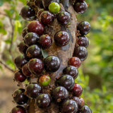 Black Jaboticaba Tree, Live Starter Plant, 1 Ft Tall
