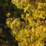Quaking Aspen Tree Live Plant, Fall Color Tree, 6-9 Inch Tall