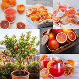 Blood Orange Tree, Indoor Outdoor Plant, 1-2 Ft Tall