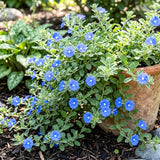 3 Evolvulus Blue Daze Live Plant, Starter Plant, 4-6 Inch Tall