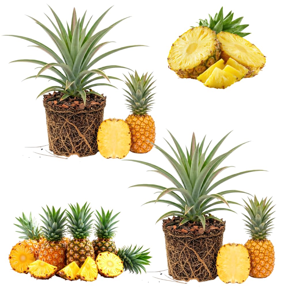 2 Elite Gold Pineapple Live Plants, Sweet Edible Fruit, 4-6 Inch Tall