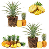 2 Elite Gold Pineapple Live Plants, Sweet Edible Fruit, 4-6 Inch Tall