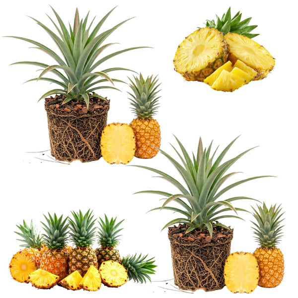 2 Elite Gold Pineapple Live Plants, Sweet Edible Fruit, 4-6 Inch Tall
