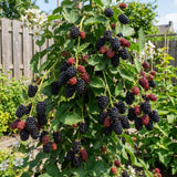 2 Arapaho Black Berry Plants Live, Blackberries Fruit Tree, 4-6 Inch Tall