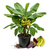 Dwarf Cavendish Banana Plant Live, Banana Tree, 4-7 Inch Tall, 4 Inch Pot