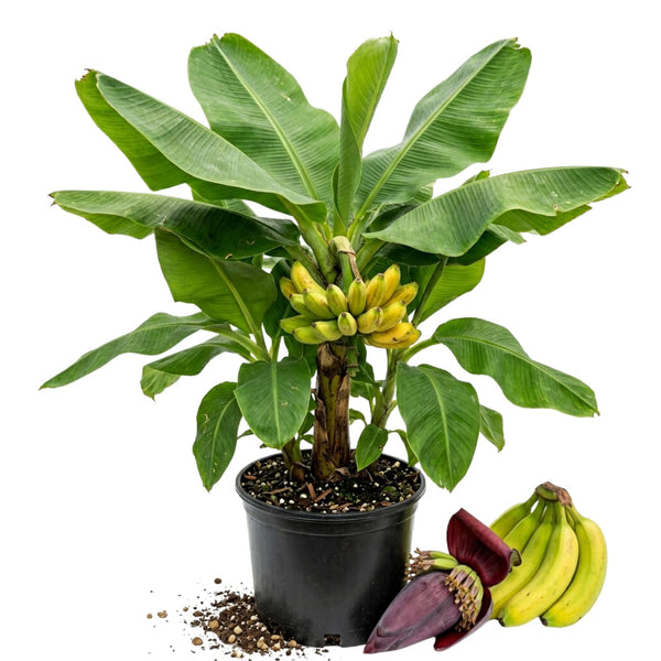 Dwarf Cavendish Banana Plant Live, Banana Tree, 4-7 Inch Tall, 4 Inch Pot