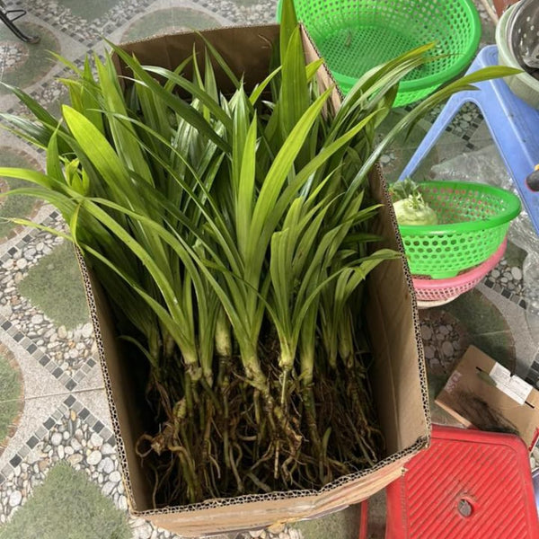 Pandan Live Plant, Well-Rooted Herb Plant, 4-8 Inch Tall
