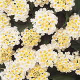 Set 2 White to Yellow Lantana Live Plant 4-6 Inches Tall