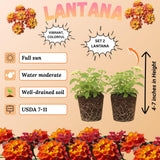 2 Salsa Lantana Live Plants, Lantana Flower Plant, 4-7 Inch Tall