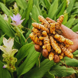 10 Yellow Turmeric Roots, Outdoor Garden Plant