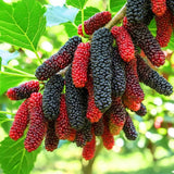 2 Pakistan Mulberry Tree Live Plant, Edible Fruit, 6-8 Inch Tall