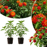 2 Red Lantana Plants Live, Home Garden Plant, 4-7 Inch Tall